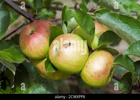 Une guêpe européenne sur des pommes mûres rouges et vertes de Bramley cuisant sur l'arbre en été, Berkshire, Royaume-Uni, août Banque D'Images
