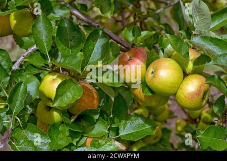 Bramley mûr rouge et vert cuisant des pommes sur l'arbre en été, Berkshire, Royaume-Uni, août Banque D'Images