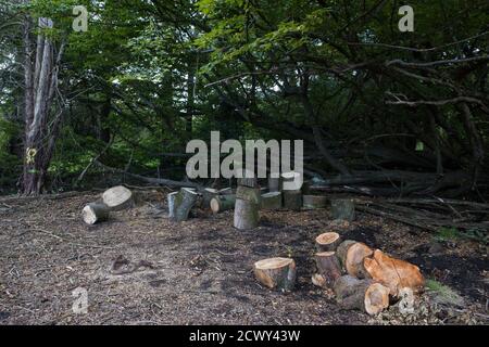 Denham, Royaume-Uni. 29 septembre 2020. Une zone de Denham Country Park débarrassée des arbres et de la sous-croissance par des chirurgiens d'arbres travaillant pour le compte de HS2 Ltd pour des travaux reliés à la liaison ferroviaire à grande vitesse HS2. Les militants anti-HS2 basés au camp de protection Denham Ford voisin et protestant contre la destruction des bois soutiennent que la zone du parc national Denham actuellement en train d'être bombardé n'est pas indiquée pour l'abattage sur la documentation fournie par HS2 Ltd. Crédit: Mark Kerrison/Alamy Live News Banque D'Images