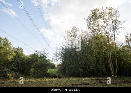 Denham, Royaume-Uni. 29 septembre 2020. Une zone de Denham Country Park débarrassée des arbres et de la sous-croissance par des chirurgiens d'arbres travaillant pour le compte de HS2 Ltd pour des travaux reliés à la liaison ferroviaire à grande vitesse HS2. Les militants anti-HS2 basés au camp de protection Denham Ford voisin et protestant contre la destruction des bois soutiennent que la zone du parc national Denham actuellement en train d'être bombardé n'est pas indiquée pour l'abattage sur la documentation fournie par HS2 Ltd. Crédit: Mark Kerrison/Alamy Live News Banque D'Images