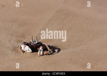 Ghost Crab sur la plage de Kihei Maui Hawaii Banque D'Images