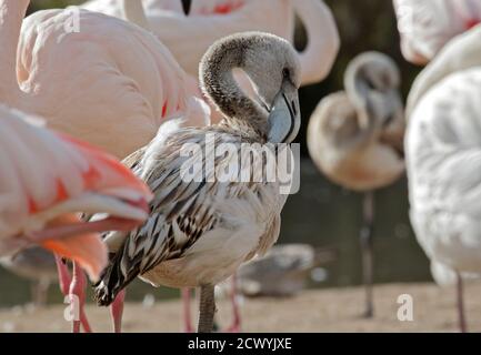 Grand Flamingo (phoenicoperus roseus) juvénile Banque D'Images