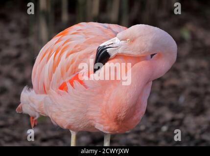 Flamant du Chili (Phoenicopterus chilensis) Banque D'Images