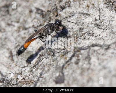 La guêpe de sable de Heath (Ammophila pubescens) excavant une terelle de nid dans la lande, transportant une boule de sable entre ses mandibles et ses pattes avant, Dorset, Royaume-Uni. Banque D'Images