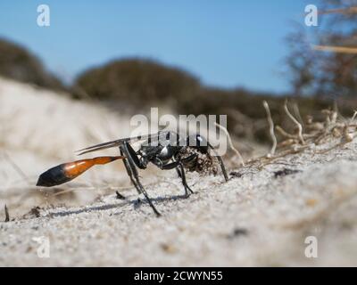 La guêpe de sable de Heath (Ammophila pubescens) excavant une terelle de nid dans la lande, transportant une boule de sable entre ses mandibles et ses pattes avant, Dorset, Royaume-Uni. Banque D'Images