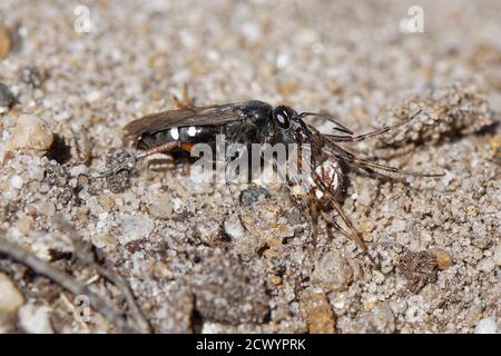 Guêpe à pattes rouges (Episyron rufipes) faisant glisser une araignée bordées (Neoscona adianta) vers sa terelle de nid dans une lande sablonneuse, Dorset, Royaume-Uni. Banque D'Images