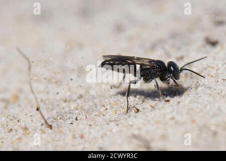 Moraillon à pince noire (Tachysphex nitidus) cachant son terrow de nid excavé dans les dunes de sable côtières par Donnant sur le sable au-dessus de l'entrée du Dorset Royaume-Uni Banque D'Images