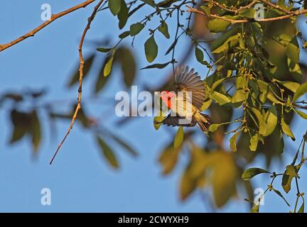 Scarlet-dirigé Flowerpecker (Dicaeum trochileum trochileum) mâle adulte en vol transportant le gui berry NP Bali Barat, Bali, Indonésie J Banque D'Images