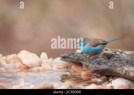 Blue-breasted Cordonbleu dans Kruger National Park, Afrique du Sud ; Espèce Uraeginthus angolensis famille des Estrildidae Banque D'Images