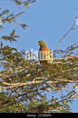 Pink-necked Green-pigeon (Treron vernans vernans) adult male perched on branch  Bali Barat NP, Bali, Indonesia      July Stock Photo