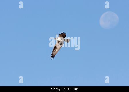 Contre un ciel bleu clair du matin, un Osprey vole loin de la lune qui s'estompe. Banque D'Images