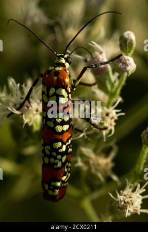 Image macro d'une Moth Ailanthus Webworm (Atteva Aurea) sur des fleurs blanches de boneset. Ce papillon est orné de magnifiques ailes orange veloutées et de fleurs blanches Banque D'Images