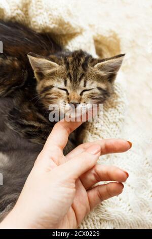 Le kitty rayé brun peut dormir sur un tissu écossais de laine beige tricoté. Un petit chat doux et mignon. Maison confortable. Banque D'Images