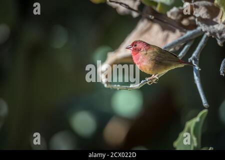 Firefinch à bec rouge mâle debout sur une branche dans le parc national Kruger, Afrique du Sud ; famille de spécimens Lagonosticta senegala d'Estrildidae Banque D'Images