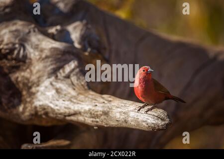 Jameson Firaffch mâle debout sur une bûche dans le parc national Kruger, Afrique du Sud ; famille de espèces Lagonosticta rhodopareia d'Estrildidae Banque D'Images