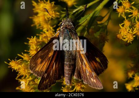 Gros plan image macro isolée d'un papillon mâle Atalopedes campestris (Sachem) sur une fleur jaune. L'insecte est entièrement recouvert de pollens. C'est su Banque D'Images