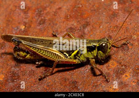 Image macro d'un sauterelle à pattes rouges (Melanoplus femurrubrum) sur un métal rouillé. Il est utilisé dans les études sur le changement climatique en raison de son fe Banque D'Images