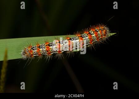 Gros plan macro-lentille image de Lymantria dispar dispar (gypsy Moth caterpillar) qui a un corps cylindrique blanc avec des verrues rouges et déchirés comme des pointes. THI Banque D'Images