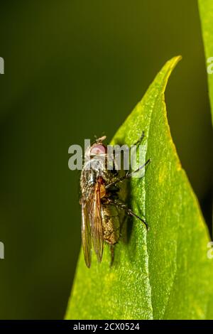 vue latérale macro d'un avion domestique sur une feuille verte à l'extérieur. L'image présente les détails du corps poilu, les yeux composés ainsi que le fe rembourré Banque D'Images