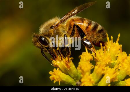 Gros plan image isolée d'une abeille marchant au-dessus d'une fleur jaune d'or tardif aspirant le nectar de chaque fleur tout en le pollinisant. L'animal est Banque D'Images