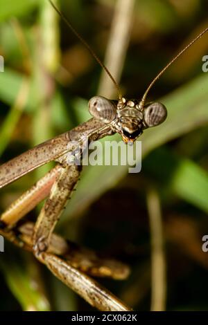 Photo d'un gros plan de la tête d'une mante de Caroline adulte sur une plante. L'image montre les détails de son oeil composé, des pièces de bouche et de l'antenne comme nous Banque D'Images