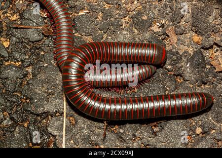 Gros plan image macro isolée de deux Narceus americanus (millipèdes géants américains) qui se sont accouplés sur une roche dans le parc national de Shenandoah. C'est un ver gris Banque D'Images
