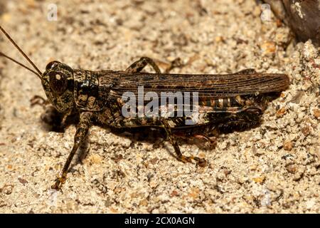 Gros plan image macro isolée d'un criquet grizzli (Melanoplus punctulatus) sur une roche dans le parc national Shenandoah, on l'appelle également épi de pin Banque D'Images