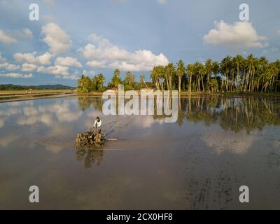 Penaga, Penang/Malaysia - novembre 02 2019 : les agriculteurs travaillent dans le rizières avec tracteur pendant la saison inondée. Banque D'Images