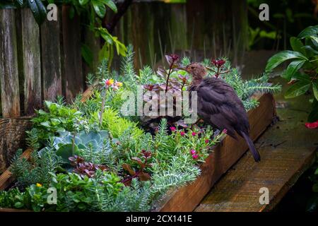 Faune du Royaume-Uni: Femelle blackbird (Turdus merula) mue dans un jardin arrière, West Yorkshire, Royaume-Uni Banque D'Images