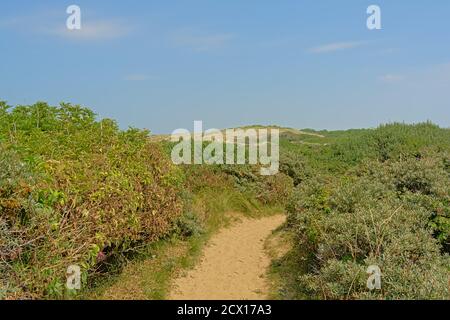 Chemin à travers les dunes avec des arbustes sur le côté de la mer du Nord Opale côte, France Banque D'Images