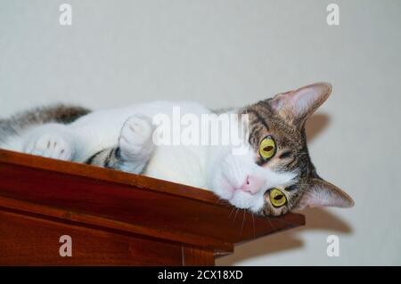 Tabby et chat blanc couché sur le dessus d'un mobilier. Banque D'Images