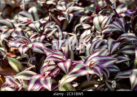 Tradescantia Zebrina plantes à la lumière du soleil. Également connu sous le nom de l'usine de Jew errant, de Dude errant ou d'Inch. Installation intérieure. Banque D'Images