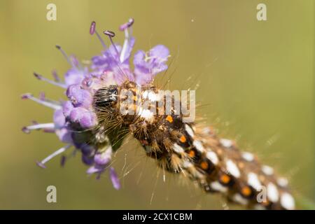 The Knot Grass, Acronicta rumicis, teigne de chenille, se nourrissant de Diable's bit scabious, Succisa pratensis, Sussex, Royaume-Uni, septembre Banque D'Images