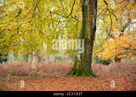 Un seul arbre montré isolé, en automne. Banque D'Images