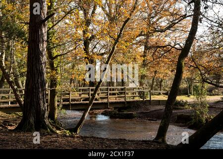 Un pont à pied sur l'eau pendant l'automne dans la New Forest, Hampshire. Banque D'Images