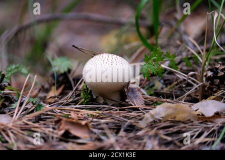 Le champignon blanc rond pousse dans la forêt. Photo sombre, arrière-plan flou. Banque D'Images