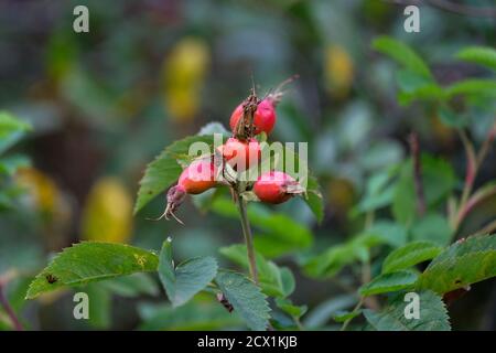 Le rosehip est près du centre. Baies rouges avec feuilles vertes. Banque D'Images