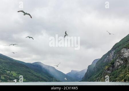 Les mouettes volent à travers les magnifiques paysages de montagne et de fjord d'Aurlandsfjord Sognefjord en Norvège. Banque D'Images