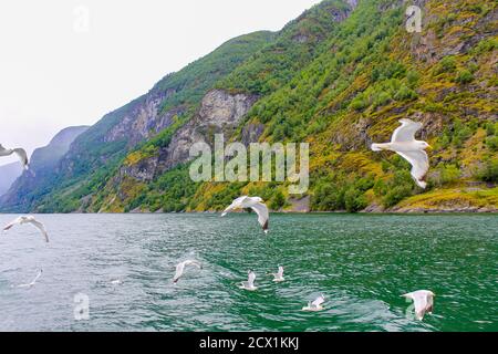 Les mouettes volent à travers les magnifiques paysages de montagne et de fjord d'Aurlandsfjord Sognefjord en Norvège. Banque D'Images