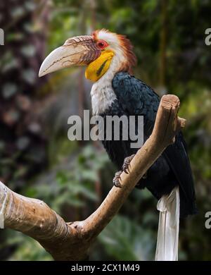 Hornbill (Rhyticeros undulatus), un mâle de charme (Rhyticeros undulatus), perché dans un arbre, originaire de l'Inde, du Bhoutan et de l'Indonésie Banque D'Images