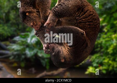 Sulawesi ours cuscus / Sulawesi ours phalanger (Ailurops ursinus / Phalanger ursinus ) paire, marsupiaux arboricoles endémiques à Sulawesi, Indonésie Banque D'Images