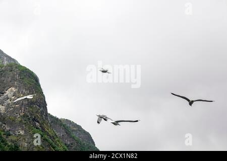 Les mouettes volent à travers les magnifiques paysages de montagne et de fjord d'Aurlandsfjord Sognefjord en Norvège. Banque D'Images