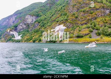 Les mouettes volent à travers les magnifiques paysages de montagne et de fjord d'Aurlandsfjord Sognefjord en Norvège. Banque D'Images