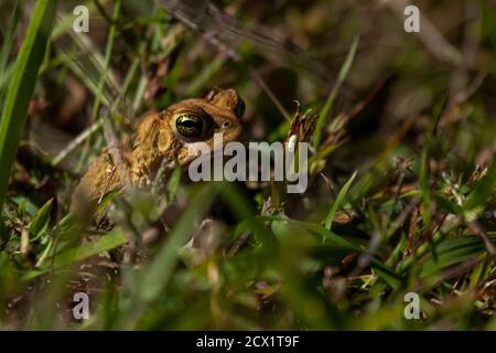 Image d'un crapaud d'Amérique de l'est (anaxyrus americanus americanus) un amphibien indigène trouvé dans l'est des États-Unis et du Canada. Ce crapaud marron verrue est vu o Banque D'Images