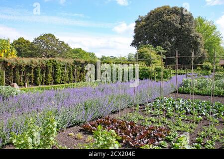 différentes variétés de laitue poussent dans un allotement par le côté des cannes de bambou, prêt pour les haricots de chemin Banque D'Images