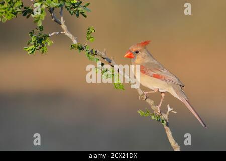 Cardinal du Nord (cardinalis cardinalis) femelle, Texas du Sud, États-Unis Banque D'Images