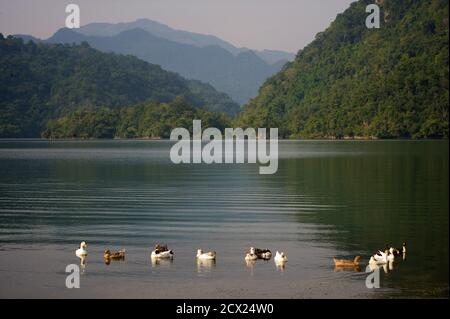 Canards, lac Ba Be. B?c K?n province. Nord-est du Vietnam Banque D'Images