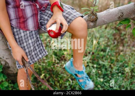 vue rapprochée d'un enfant assis dans un arbre mangeant un pomme rouge mûre Banque D'Images