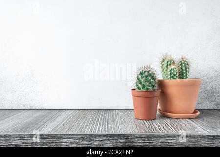 Succion dans des pots en céramique. Concept de maison de jardin intérieur - image Banque D'Images