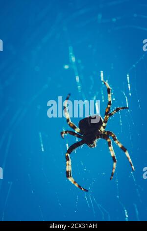 Effrayant, Creepy Spider dans son Web Silhouette, Cross Spider ou European Garden Spider contre Blue Sky, un concept pour le danger, la peur et l'Arachnophobie Banque D'Images